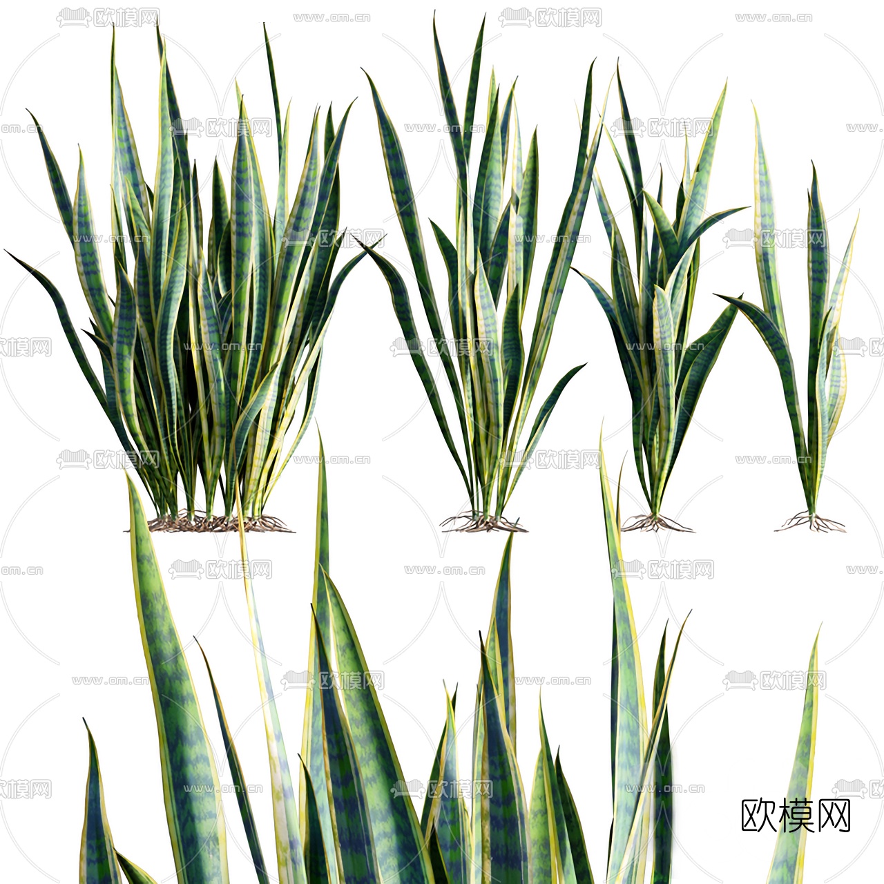 现代绿植金边虎尾兰3d模型下载