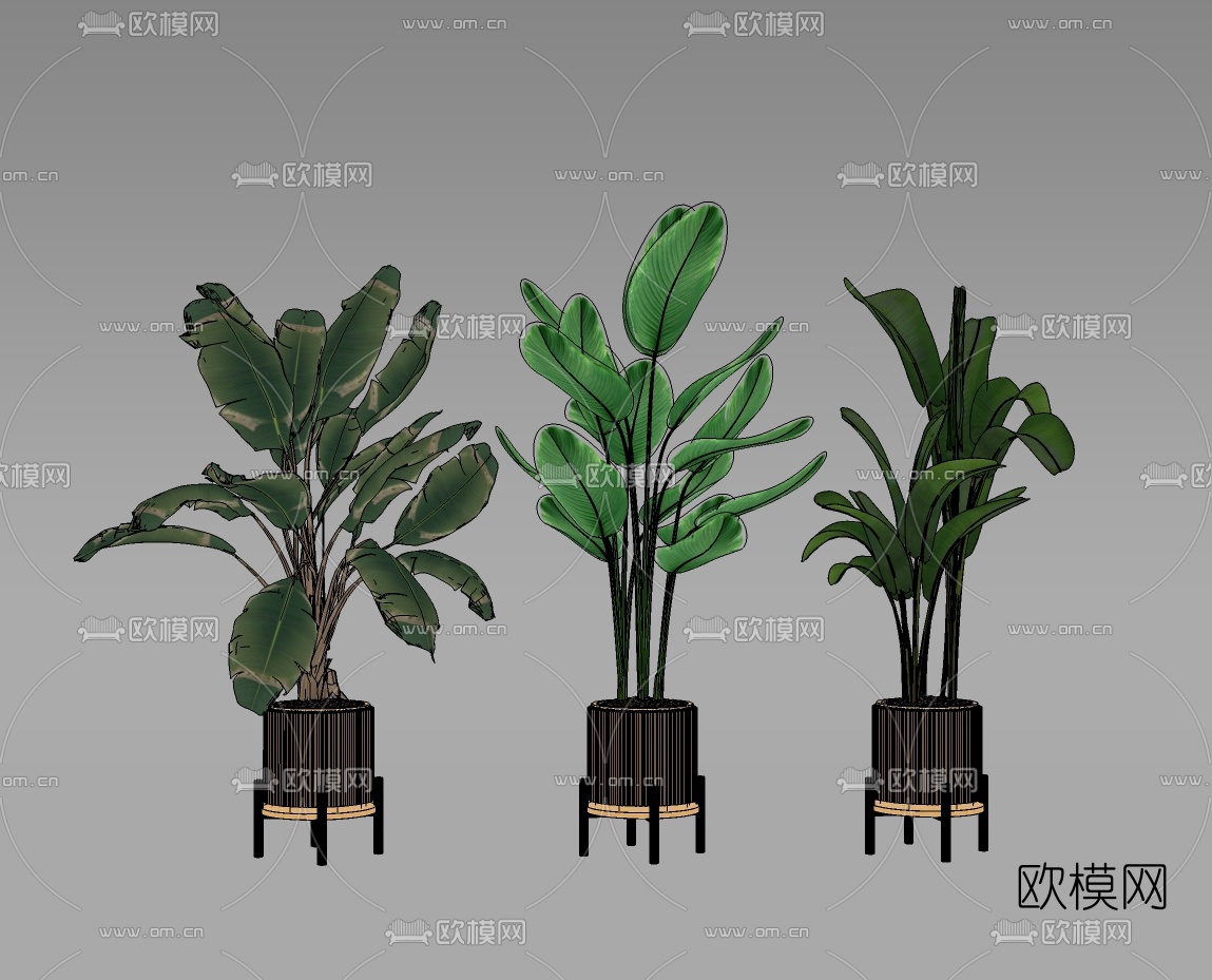 现代美人蕉植物盆栽su模型下载（渲染图2）