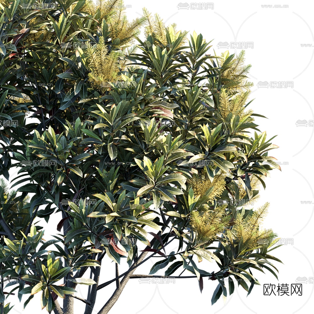 现代行道树景观树3d模型