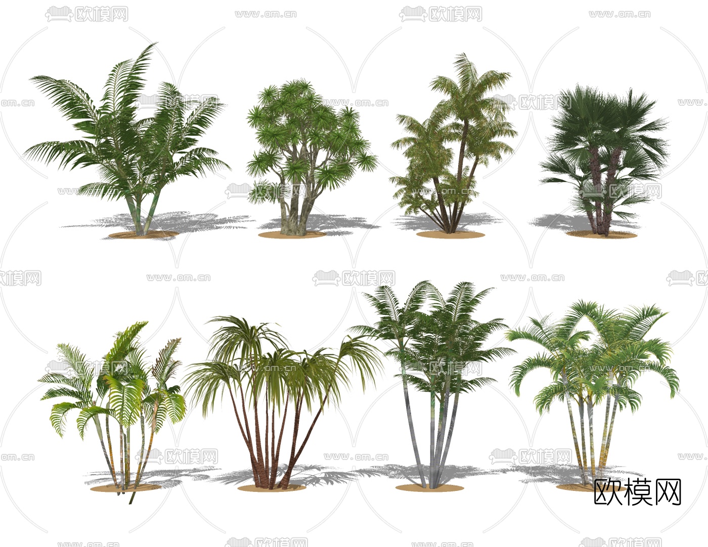 现代棕榈树椰子树su模型下载（渲染图1）