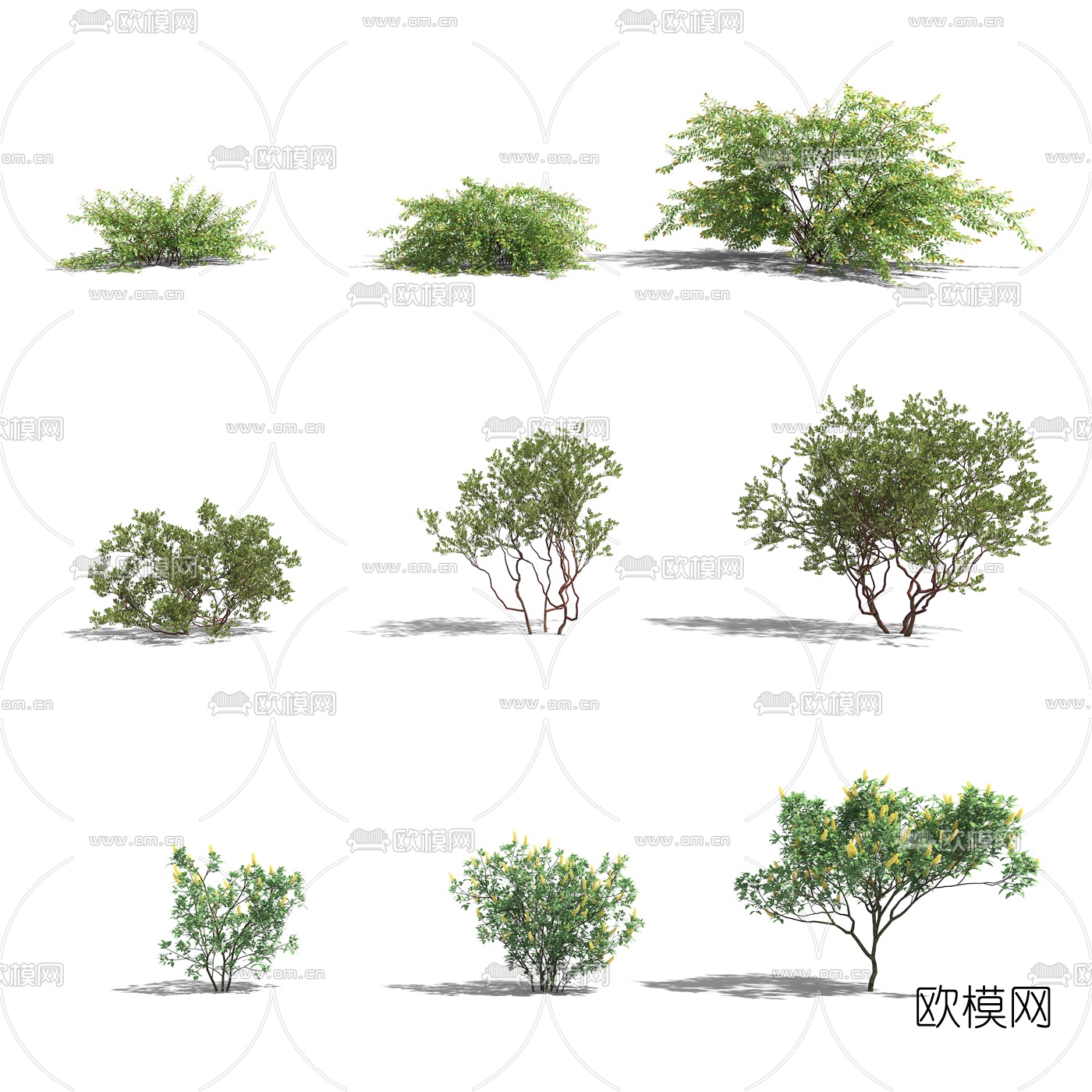 现代灌木植物3d模型下载