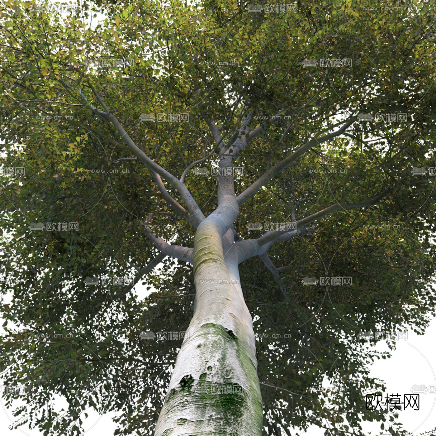 现代景观树行道树3d模型下载（渲染图3）