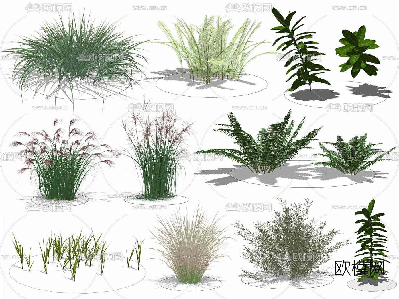 现代芦苇花草su模型