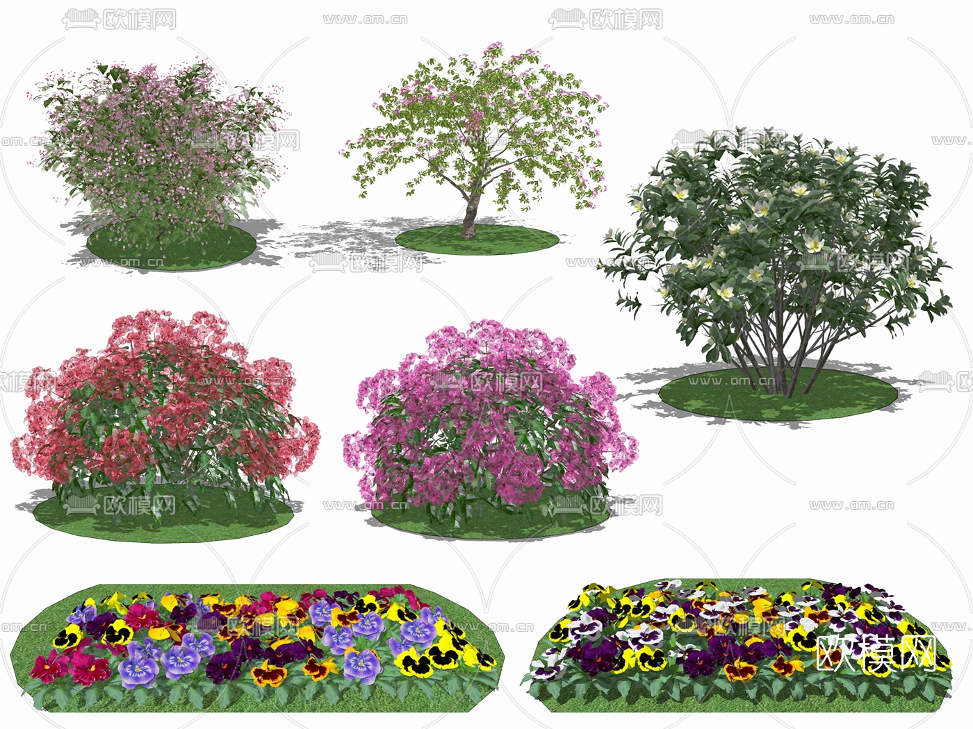 现代三色堇四季秋海棠 su模型下载（渲染图2）