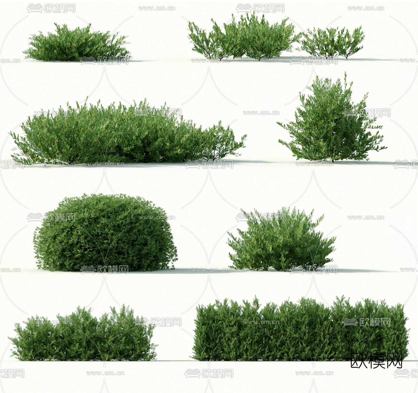现代灌木植物3d模型