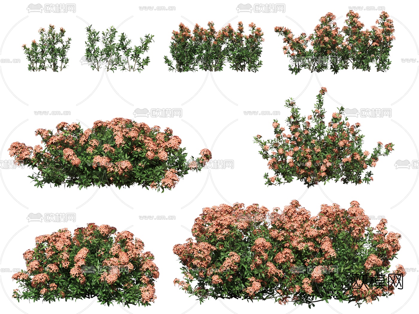 现代花卉美女樱3d模型