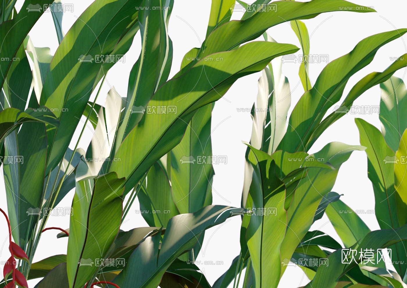 现代植物花草3d模型下载（渲染图4）