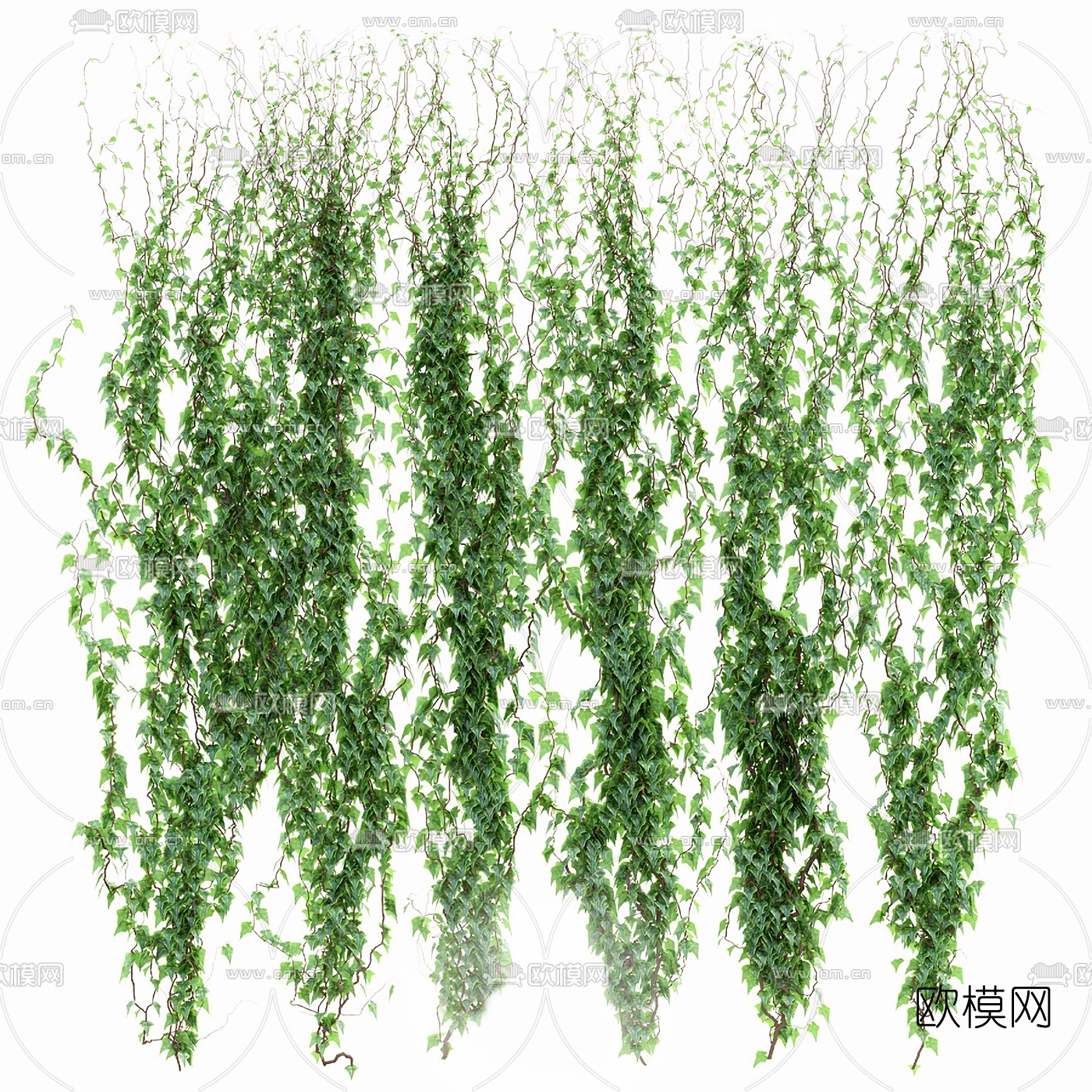 现代爬墙虎藤曼植物3d模型