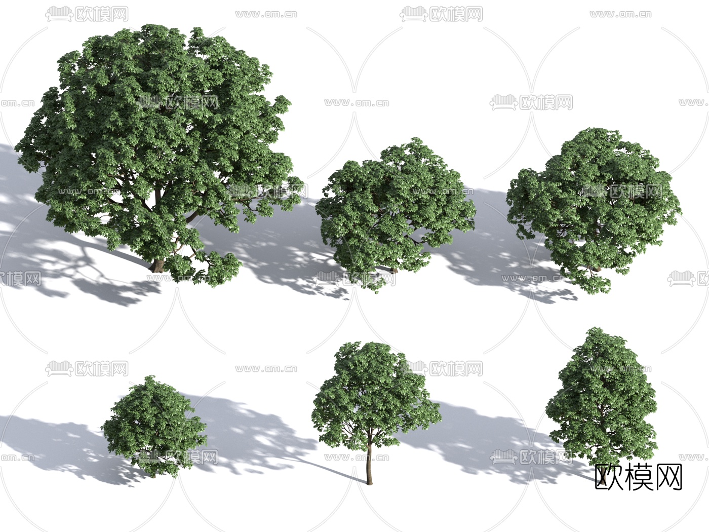 现代重阳木景观树3d模型下载