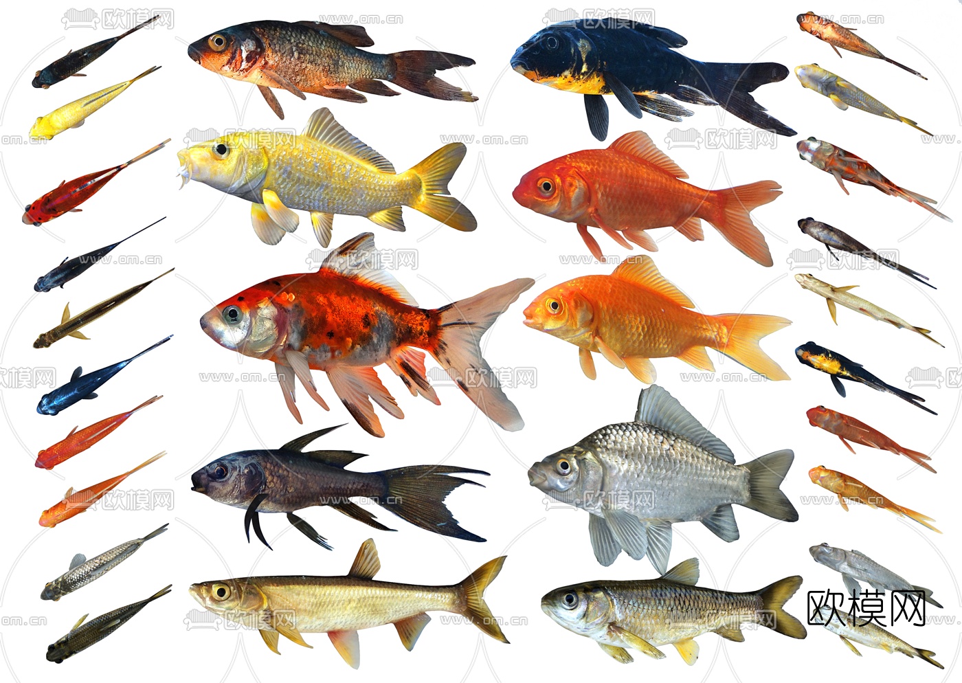 现代草鱼锦鲤鲫鱼标本3d模型下载（渲染图2）