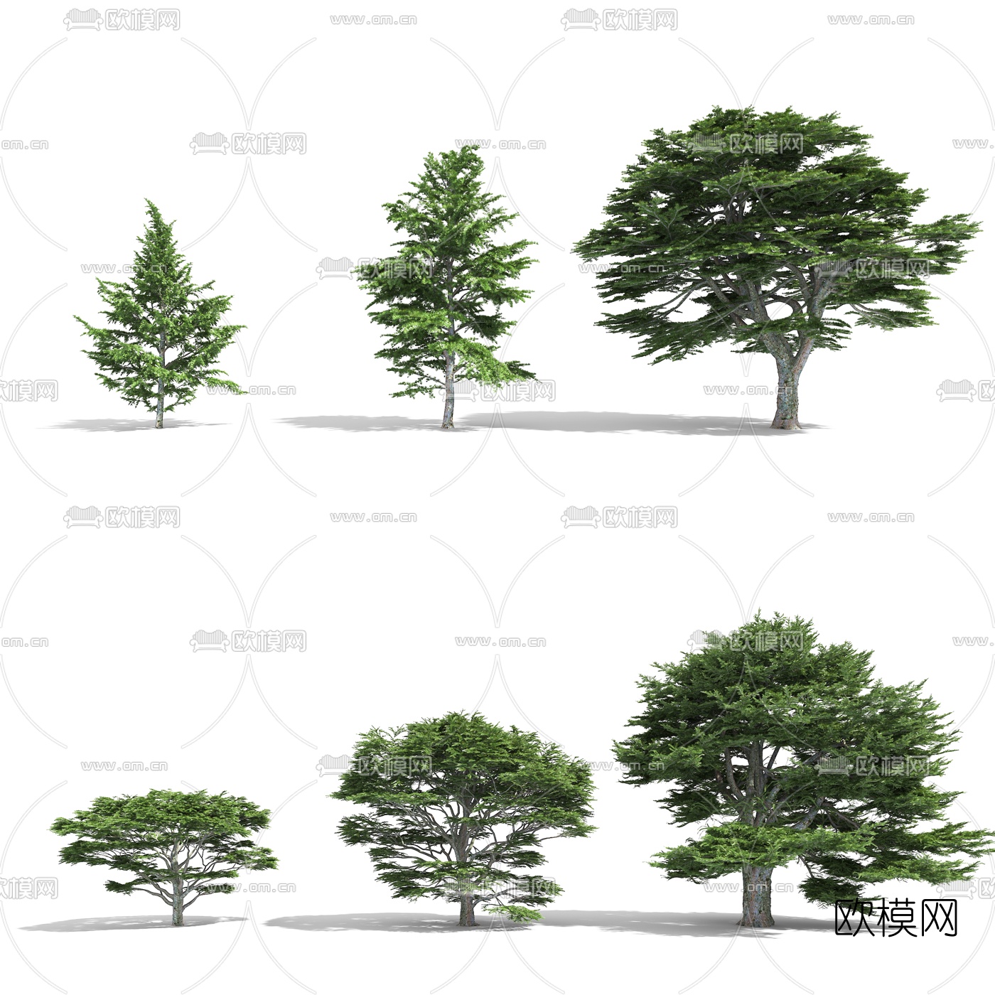 现代松树雪松3d模型