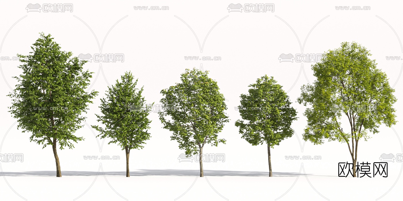 现代行道树景观树3d模型