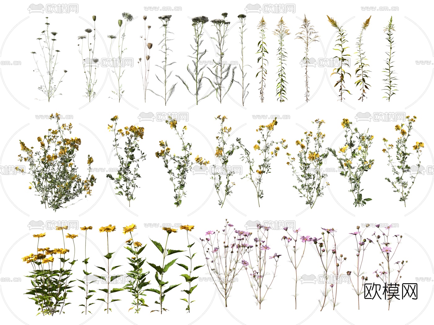 现代花草植物3d模型
