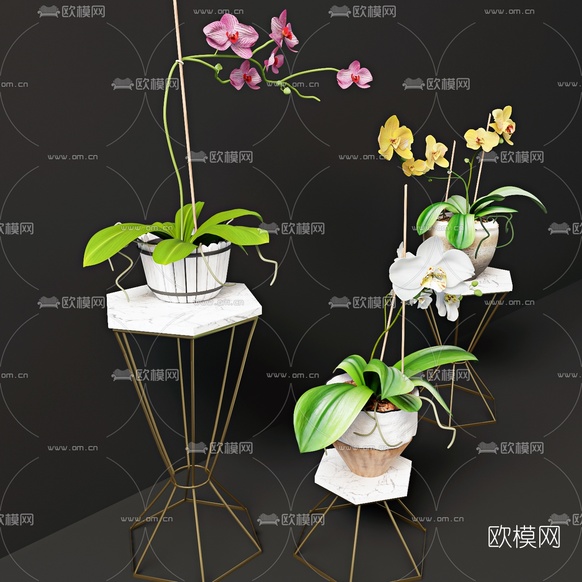 现代兰花盆栽3d模型下载(渲染图3)