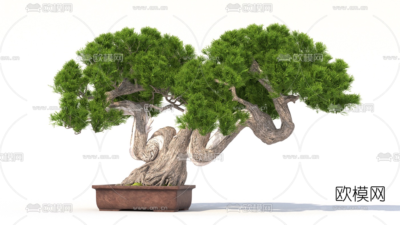 新中式柏树盆景盆栽3d模型下载