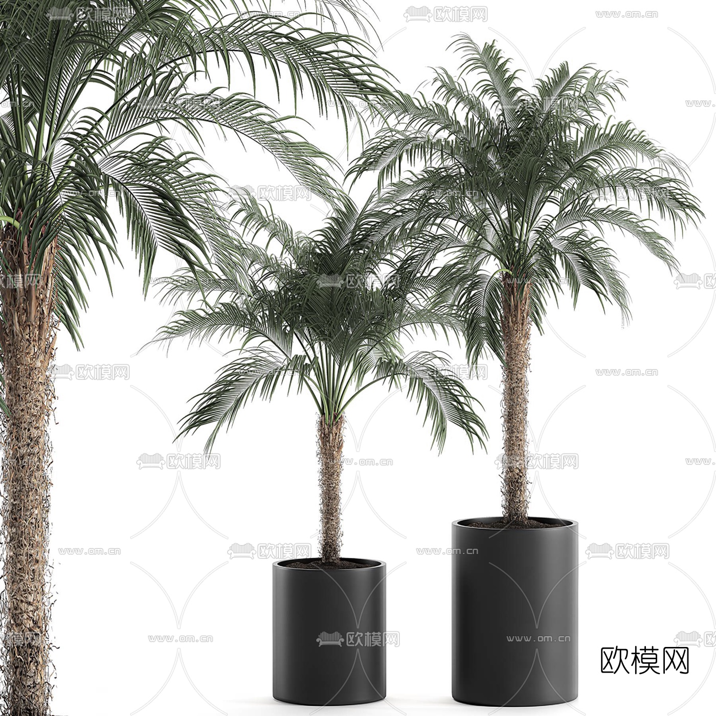 现代刺葵盆栽3d模型下载_ID10476064_3dmax免费模型-欧模网
