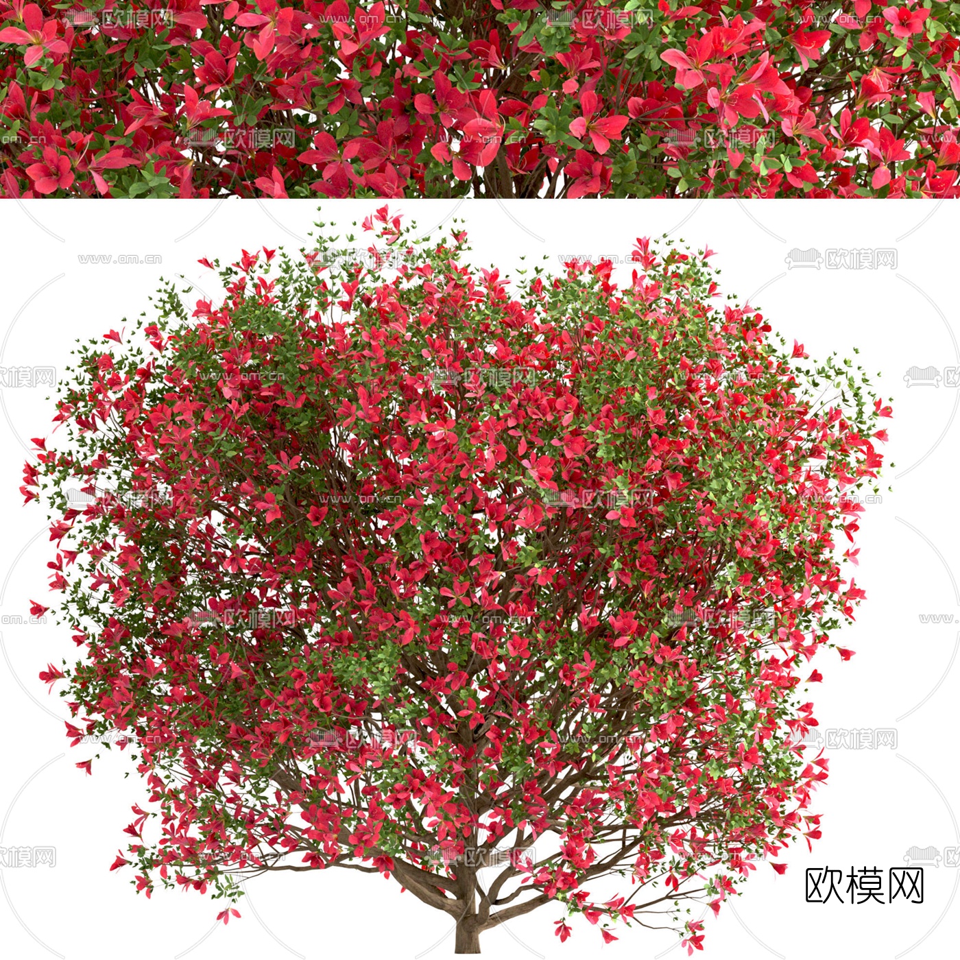 现代花树景观树3d模型下载（渲染图4）