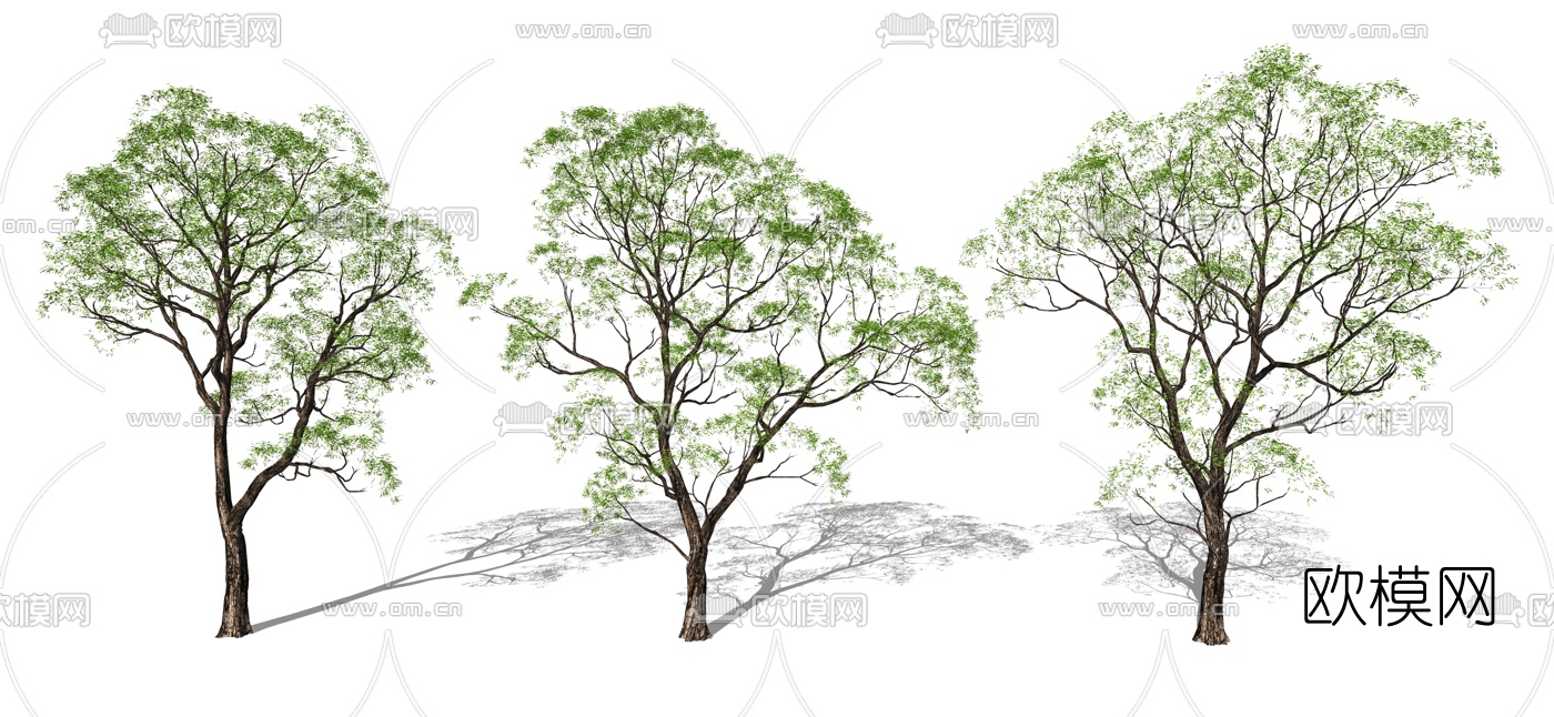 现代景观树su模型