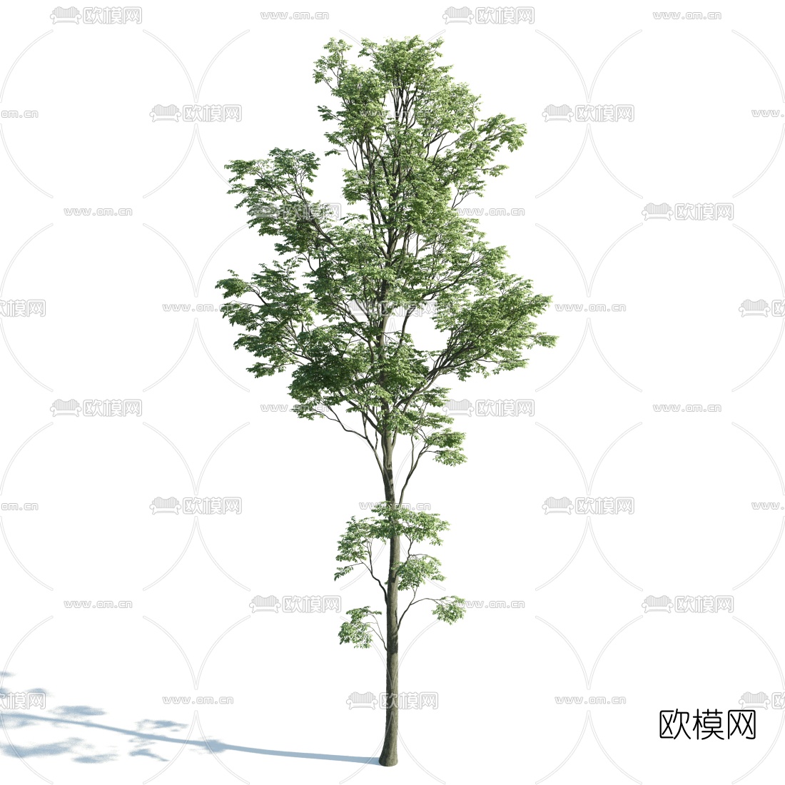 现代景观树3d模型