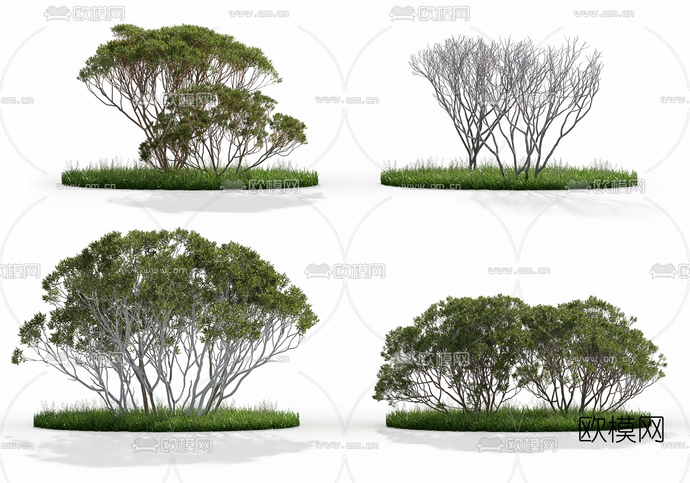 现代桉树景观树3d模型下载