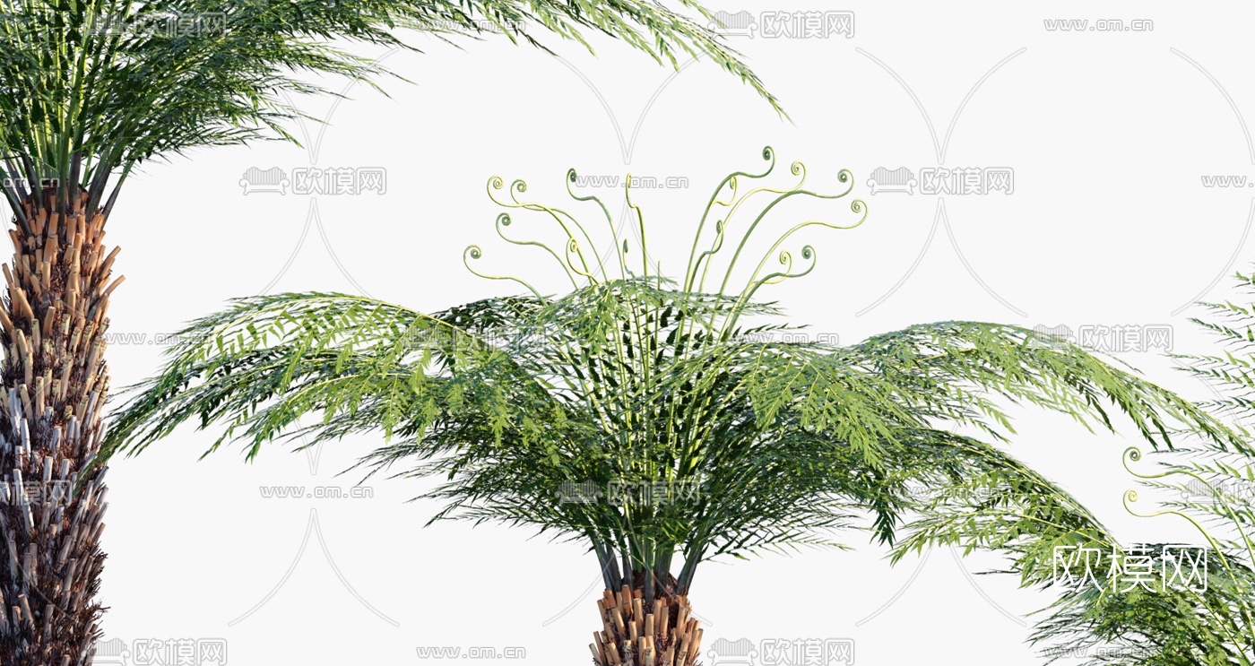 现代树蕨景观树3d模型