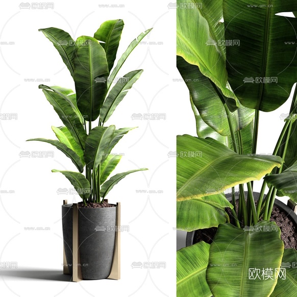 现代芭蕉绿植盆栽3d模型下载