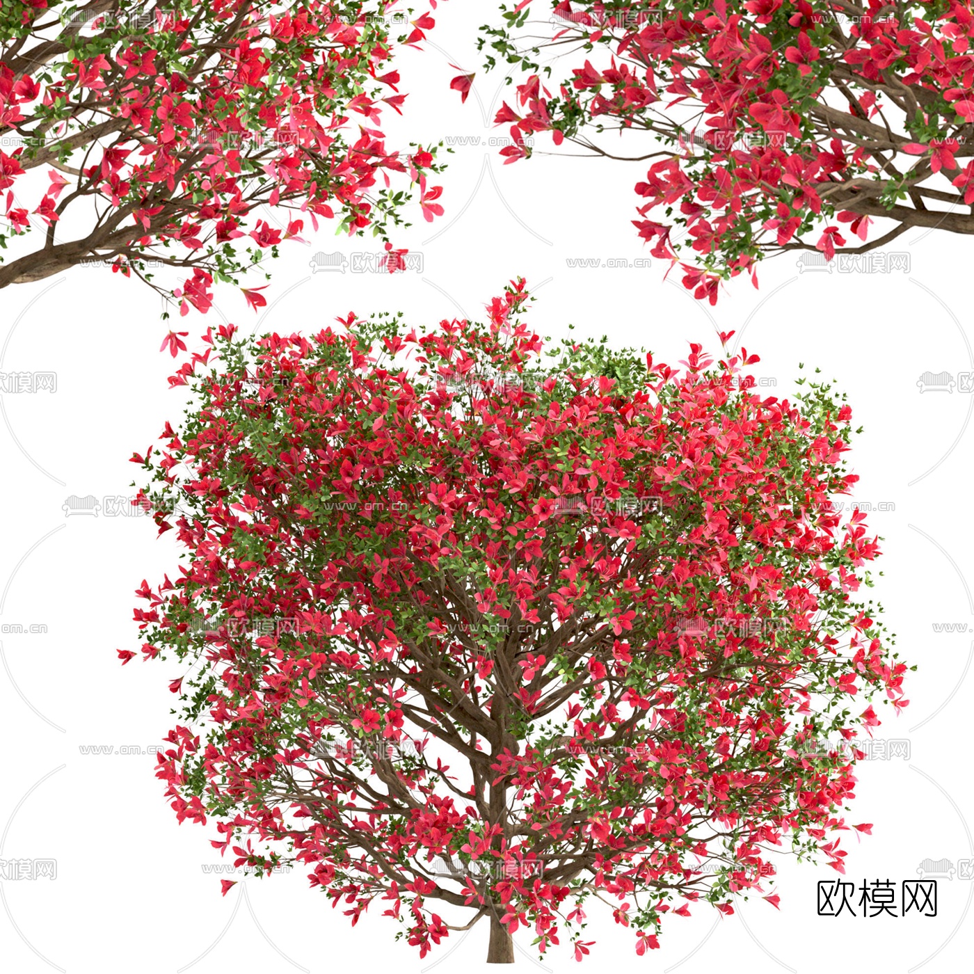 现代花树景观树3d模型下载（渲染图1）