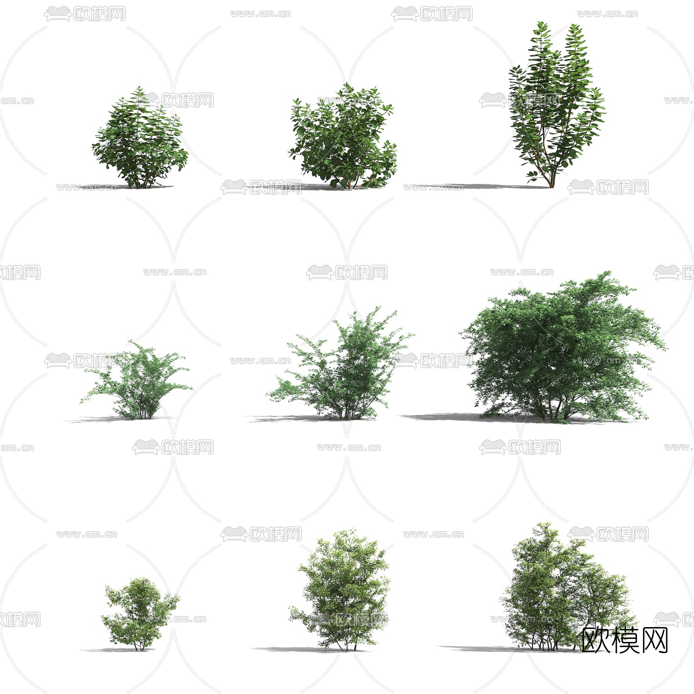 现代灌木丛植物3d模型下载