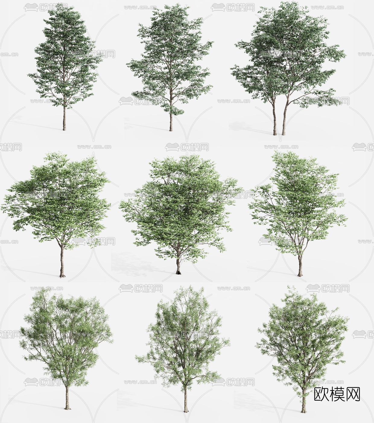 现代景观树行道树3d模型下载