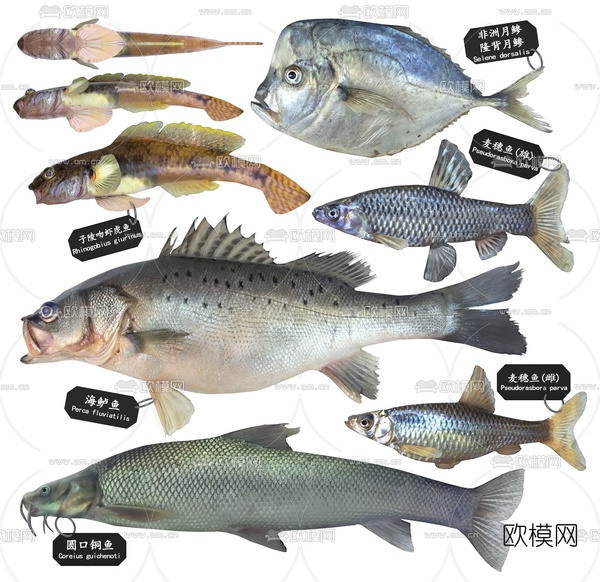 现代大海鲈虾虎鱼麦穗鱼月鲹铜鱼3d模型下载(渲染图2)