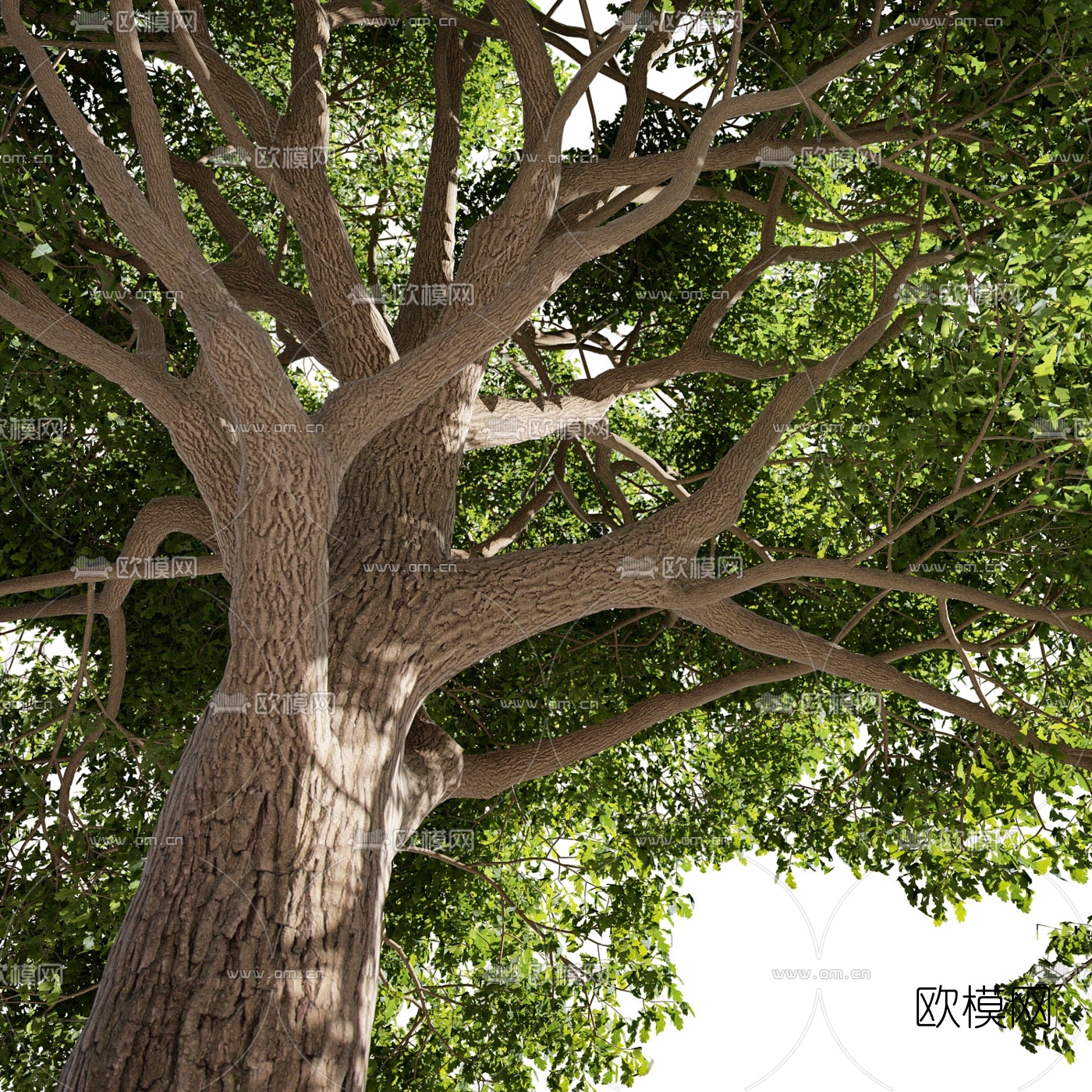 现代橡树景观树3d模型下载（渲染图2）