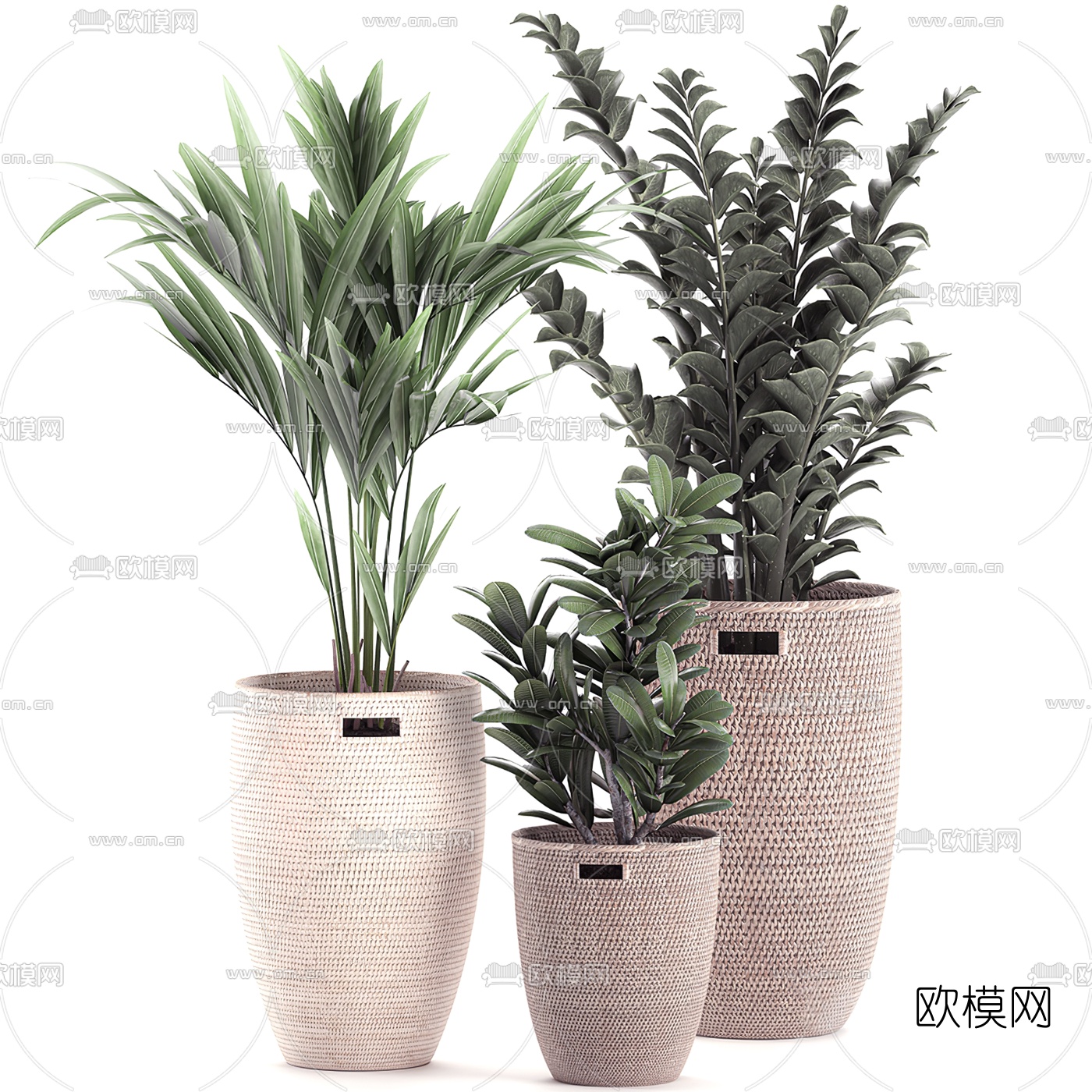 现代散尾葵盆栽3d模型