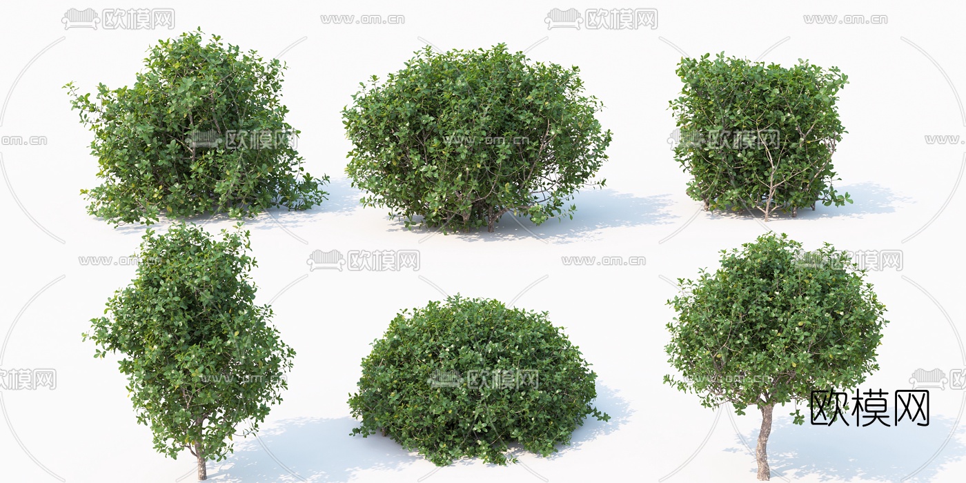 现代绿植灌木3d模型
