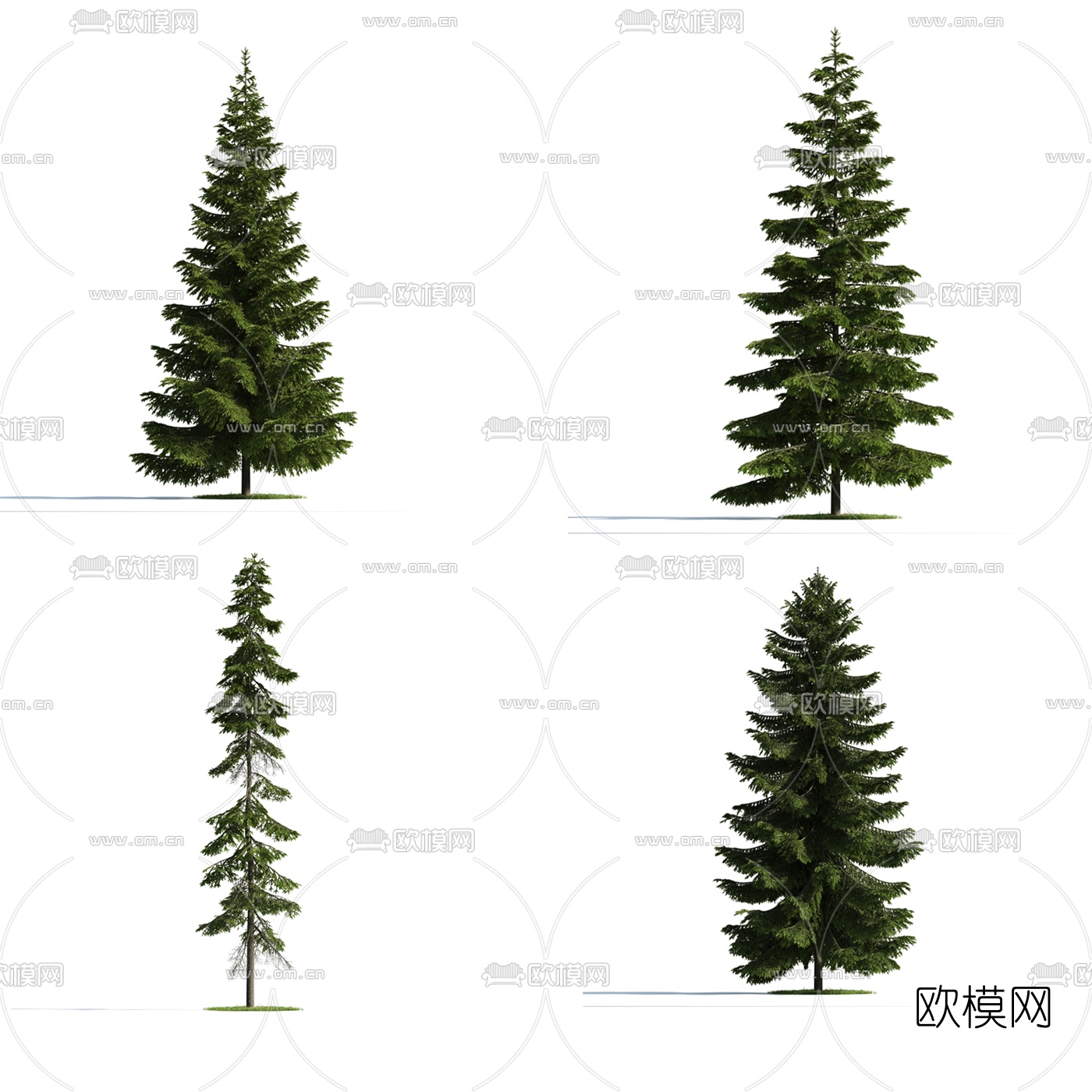 现代景观树柏树3d模型