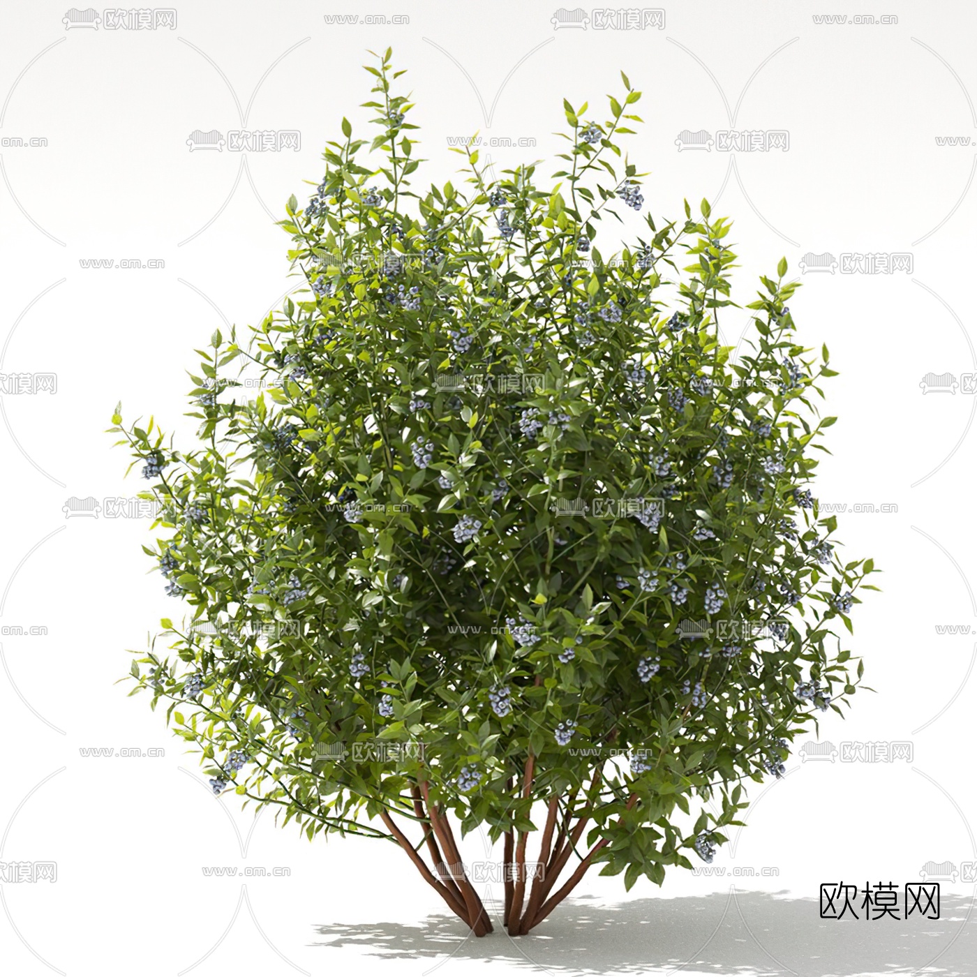 现代绿植灌木3d模型