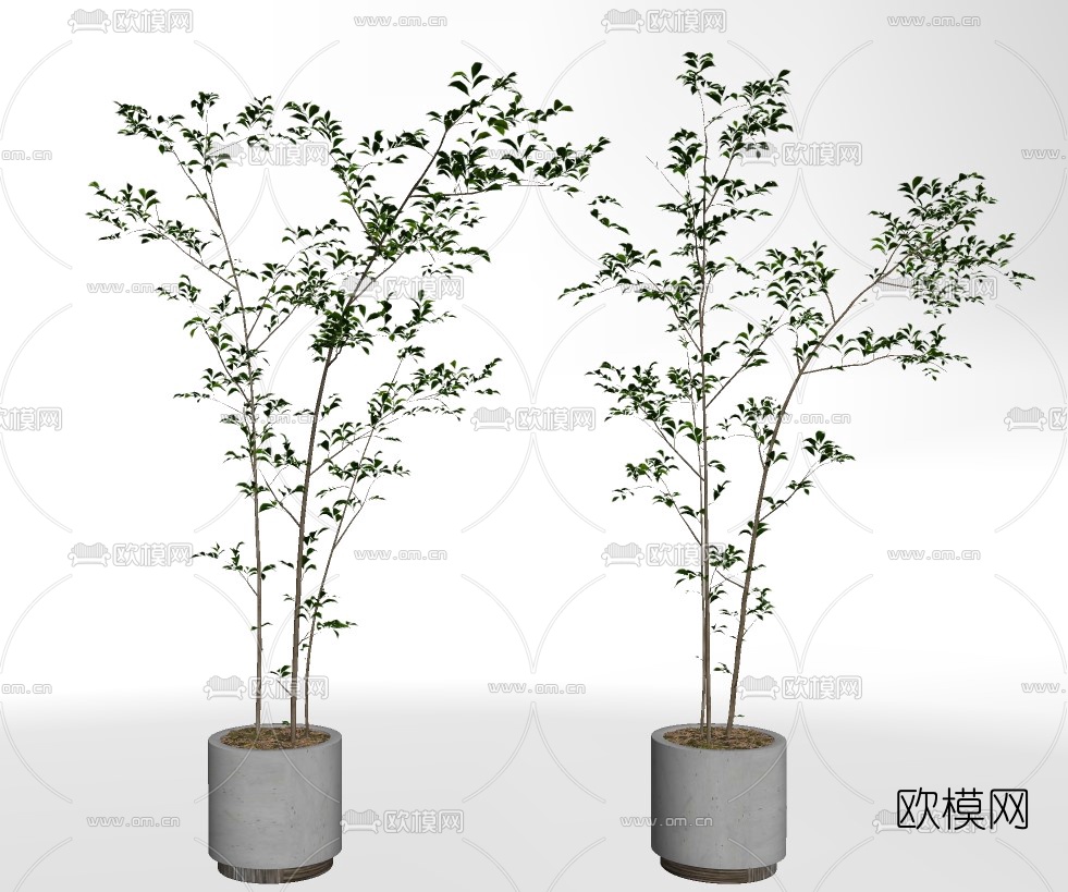 现代植物盆栽su模型下载（渲染图2）