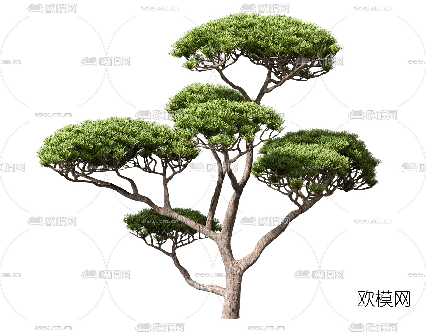中式迎客松景观树3d模型下载