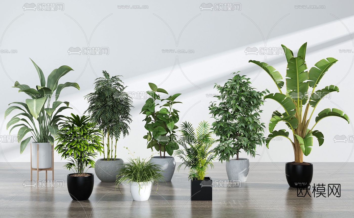 现代芭蕉叶绿植盆栽3d模型下载