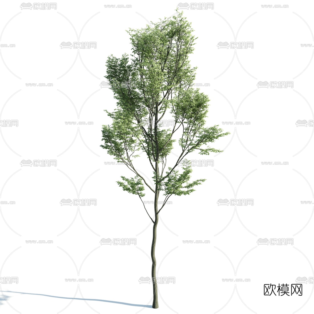 现代景观树3d模型