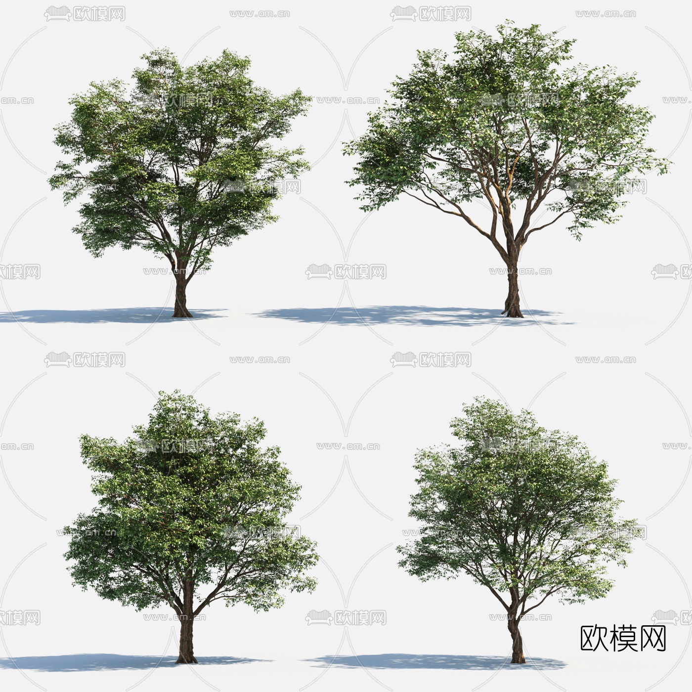 现代景观树行道树3d模型