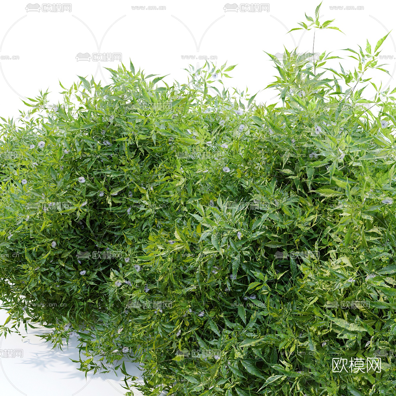 现代灌木丛3d模型下载（渲染图3）