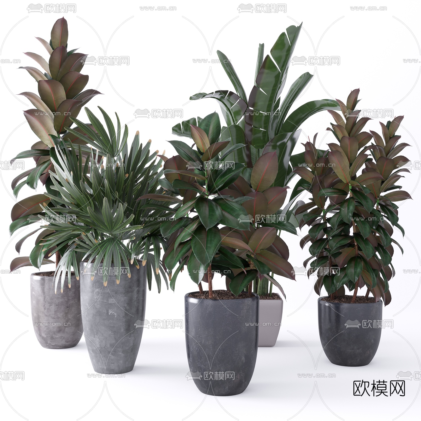 现代印度榕盆栽3d模型下载