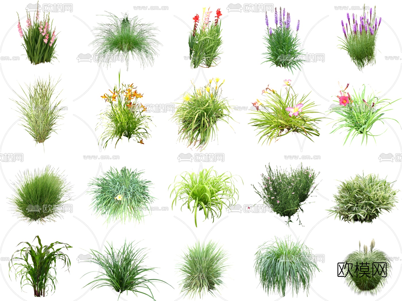 现代2d花草植物su模型下载（渲染图2）