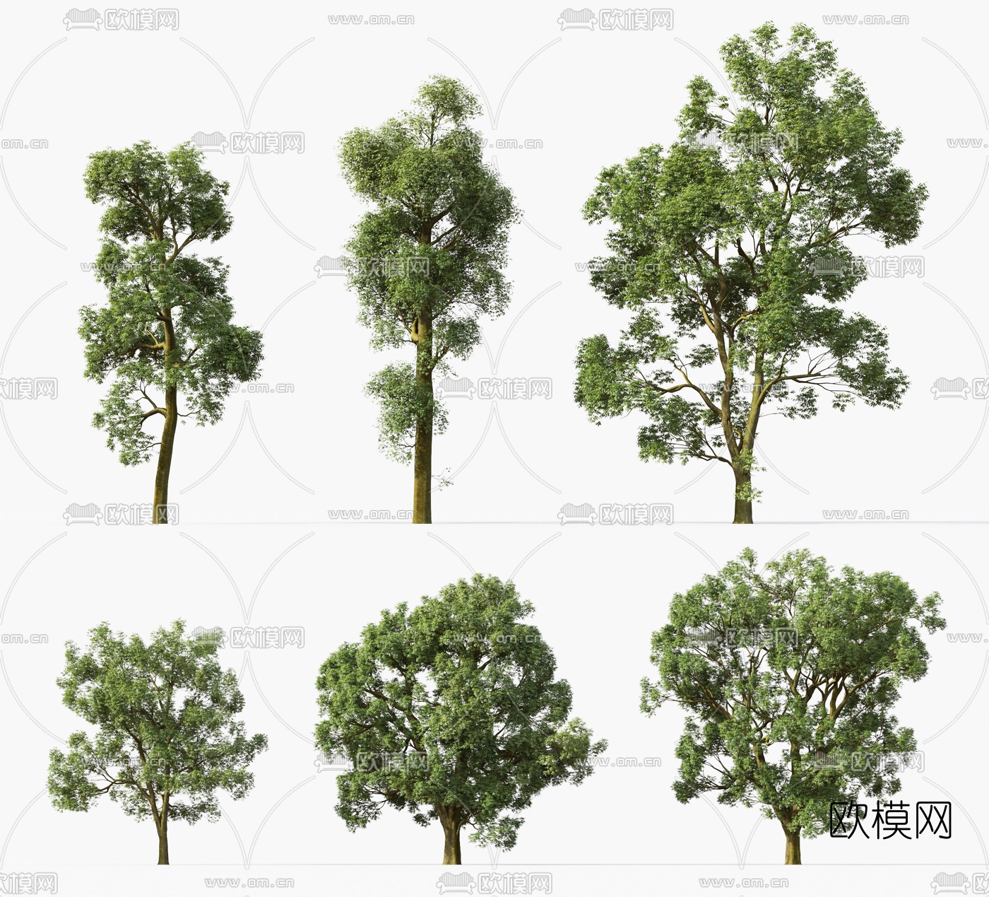 现代白蜡树景观树3d模型下载