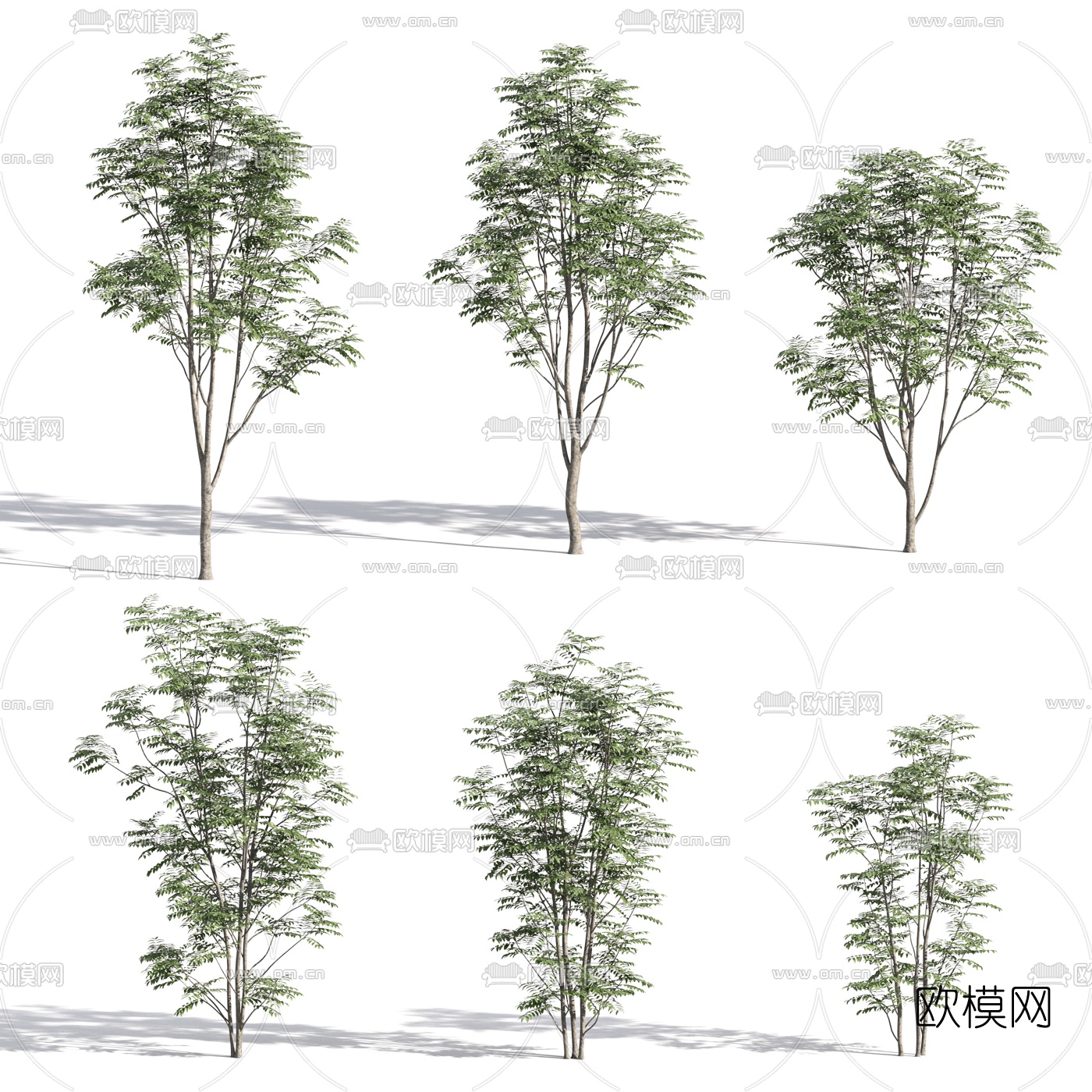 现代花楸树景观树3d模型