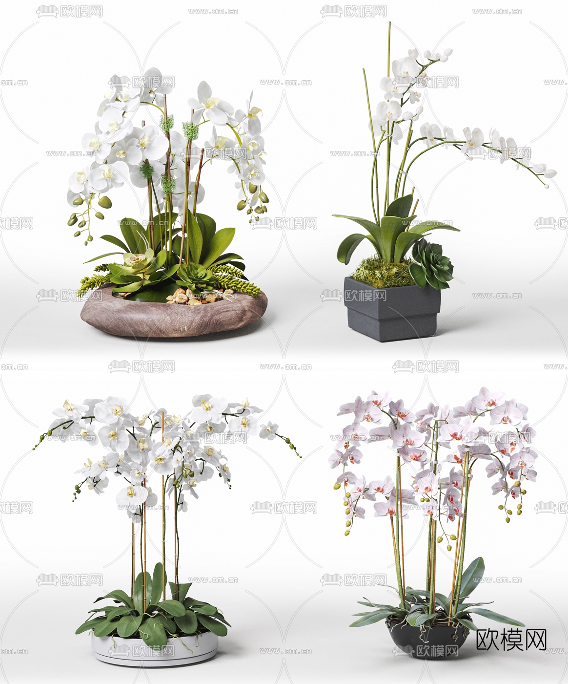新中式蝴蝶兰盆栽3d模型下载