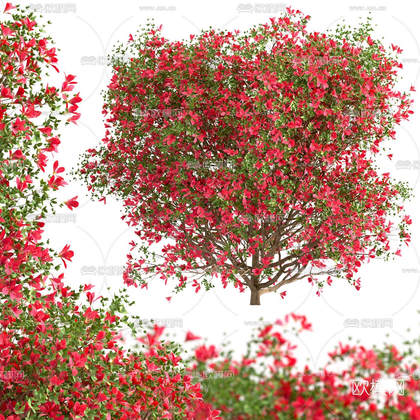 现代花树景观树3d模型下载（渲染图2）