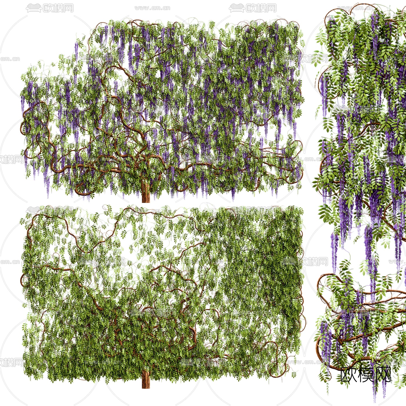 现代爬山虎藤蔓3d模型下载