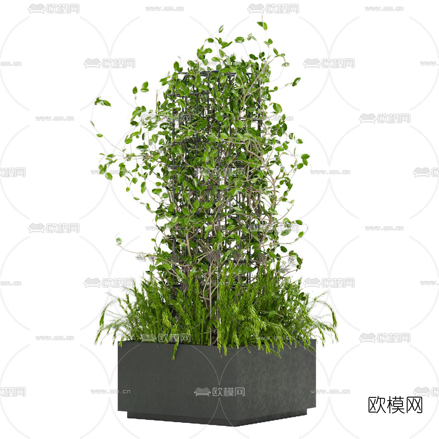 现代植物盆栽滕蔓3d模型下载（渲染图2）