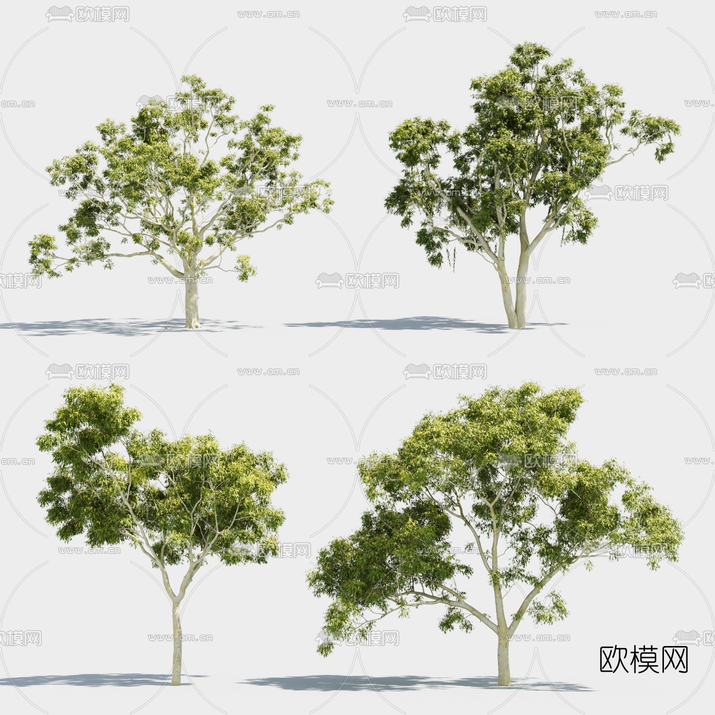 现代景观树行道树3d模型